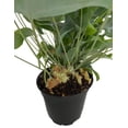 thumbnail image 2 of Blue Star Fern - 4" Mini Hanging Basket - Phlebodium aureum - Easy House Plant, 2 of 3