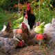 thumbnail image 5 of Alimentador de pollos colgante, alimentador de pájaros colgante para loros y pollos, alimentador de pollos de juguete de acero inoxidable oso de fresa Electrónica, 5 of 5