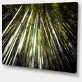 thumbnail image 2 of Longues Bambous dans une Forêt de Bambou, 2 of 3