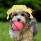 thumbnail image 4 of KAKOWELY Sombrero para perro, gorra de béisbol para mascotas, sombrero para cachorro, sombrero para el sol para perro, gorra parasol, tocado para perro, 4 of 5