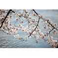 thumbnail image 2 of Bob Stefko 18x13 Gallery Wrapped Canvas Wall Art Titled - Cherry Blossoms II, 2 of 4