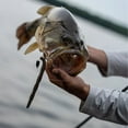 thumbnail image 2 of Rapala Crush City Pig Stick 5 Soft Stickbait Bubble Gum, 2 of 3
