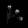 thumbnail image 3 of Pan, Sophie 15x15 Black Modern Framed Museum Art Print Titled - Trio, 3 of 5