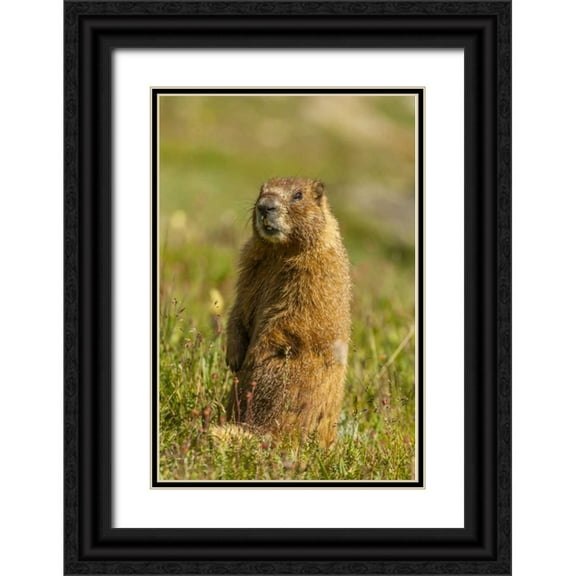 Illg, Cathy and Gordon 23x32 Black Ornate Wood Framed with Double Matting Museum Art Print Titled - CO, San Juan Mts Yellow-bellied marmot in grass