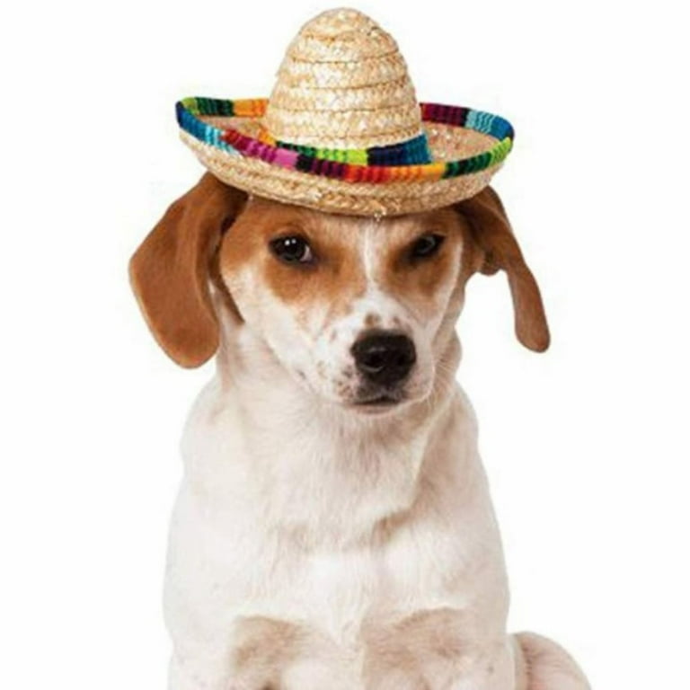 Mexican hat sale dog