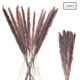 thumbnail image 1 of Decoración seca de hierba de pampa, hierba de pampa pequeña 70 cm beige natural plantación natural fragmitas flores artificiales Adepaton LL-1350, 1 of 6