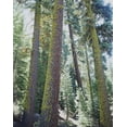 thumbnail image 2 of Talbot Frank, Christopher 26x32 Black Ornate Wood Framed with Double Matting Museum Art Print Titled - CA, Old-growth Red Fir trees in the High Sierra, 2 of 4