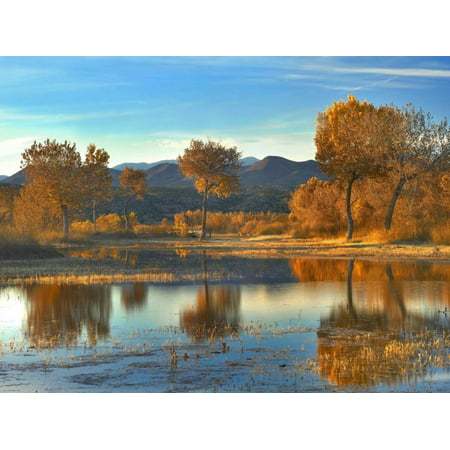 Cottonwood trees and Willows fall foliage Bosque del Apache National Wildlife Refuge New Mexico Poster Print by Tim