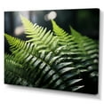 thumbnail image 2 of Designart "A Close Up Photo of Ferns I" Floral Canvas Print, 2 of 5