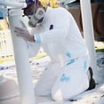 thumbnail image 3 of Trimaco 14121 No Elastic Tyvek Disposable Coveralls - Medium, 3 of 5
