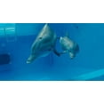 thumbnail image 5 of Dolphin Tale 2 [DVD], 5 of 6