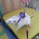thumbnail image 5 of Methold Arnés de nailon para mascotas, correa para hámster, arneses ajustables para hurón, rata, ratón, conejito, chaleco, correa de cuerda Aseo de mascotas púrpura, 5 of 6