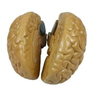 Human Brain Model Science Teaching Model School Lab Learning Supplies