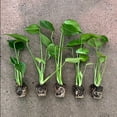 thumbnail image 4 of Monstera Deliciosa Plant 4-7" Tall for Planting, Split Leaf Philodendron, Swiss Cheese Plant Starter Plant, Tropical Houseplant, 4 of 5