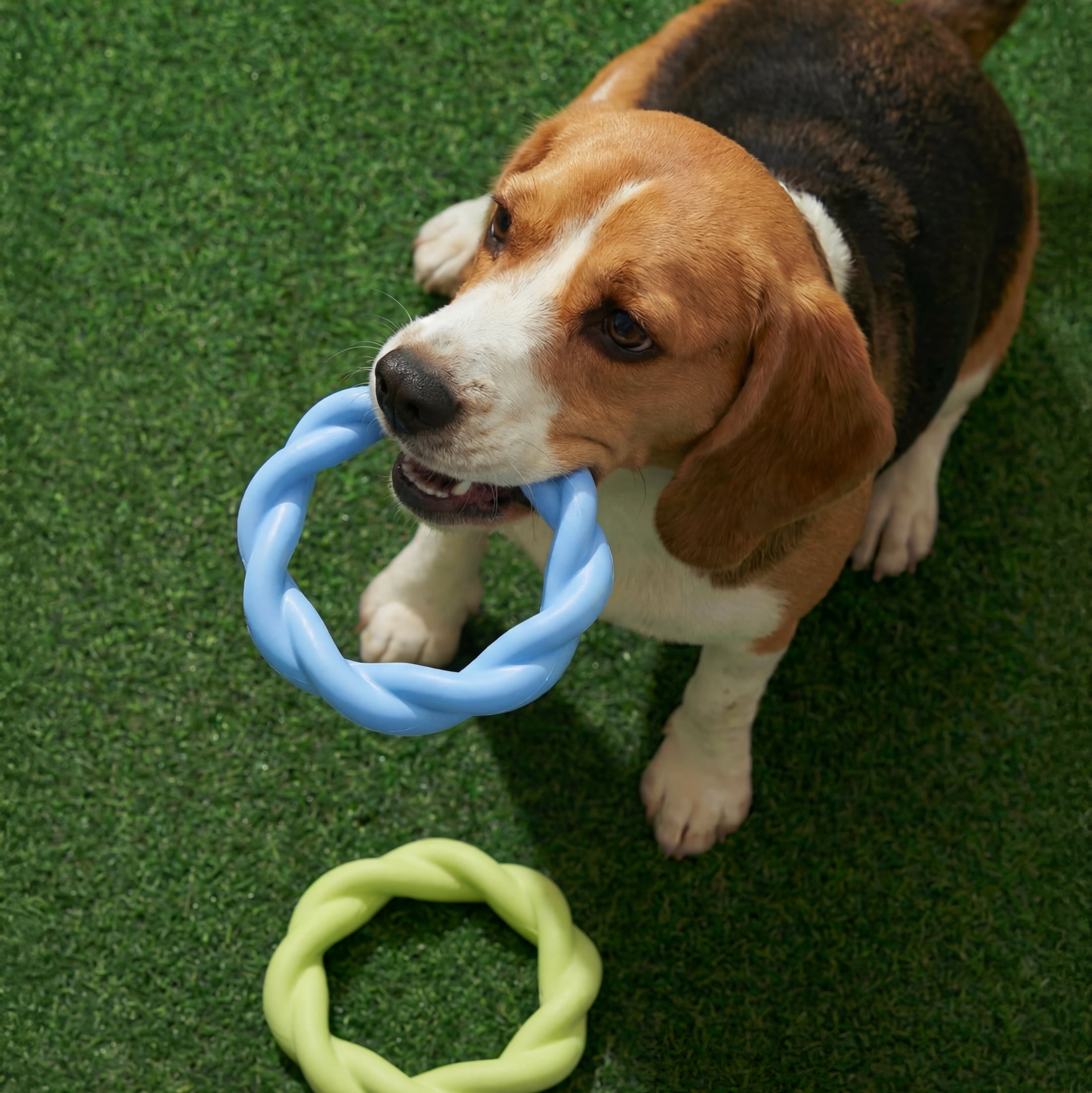 Oodles 2-Piece Durable Rubber Twisted Ring Dog Toy Variety pack, Blue and Yellow, One Size