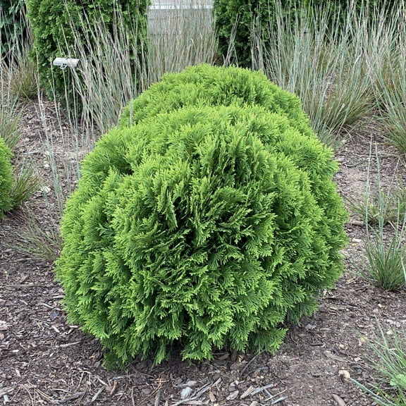 Danica American Arborvitae-Dwarf Evergreen Shrub-Perfect for Container Gardening  3 Gallon