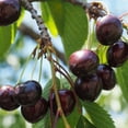 thumbnail image 5 of Expert Gardener 2-3 ft. Tall North Star Cherry Semi Dwarf Live Tree in 3- Gallon Grower Pot, 5 of 6