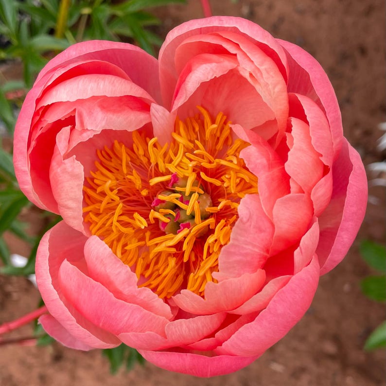 10 Seeds Pink Coral Peony - Heirloom Peony Seeds for Garden Blooms