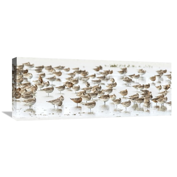 Global Gallery Kurien Yohannan 'Bar-Tailed Godwit 19' Canvas Wall Art