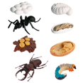 thumbnail image 1 of Insect Cycle Growth Life Toys Model Figurines Educationalgiant Playset Animals Animal Ant Development Early, 1 of 7