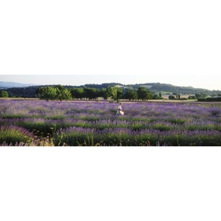 Lavender Canvas Woman walking with basket through a field of lavender in Provence France Canvas Art - Panoramic Images (18 x 6) ()