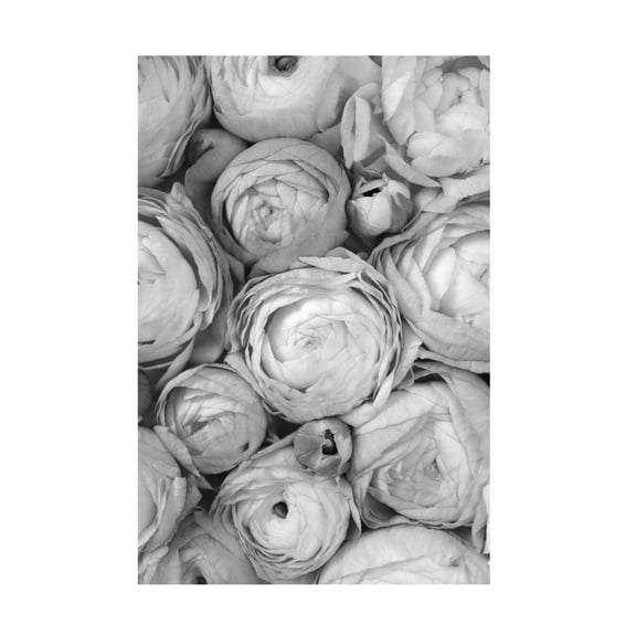 Trademark Fine Art Rosana Laiz Blursbyai Gray ranunculus Canvas Wall Art