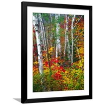 Art.com White Barks And Colorful Leaves, New Hampshire Photographic Print by George Oze, Black Frame Wall Art, 32" x 40"