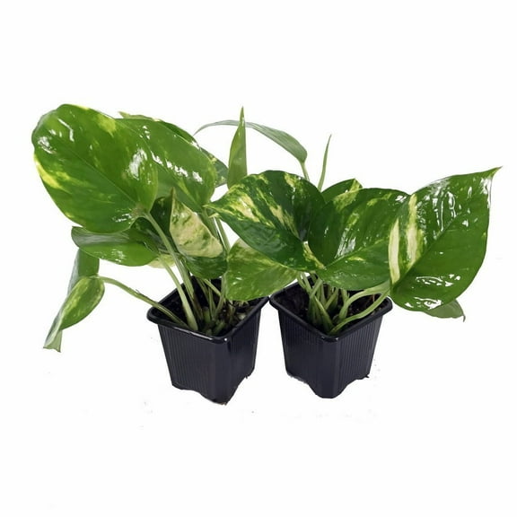 Golden Devil's Ivy - Pothos - Epipremnum - 2 Plants - 3" Pots