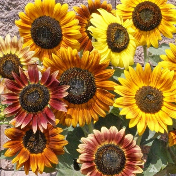 100  Sunflower Seeds Mix - Crazy Mix - 15  Varieties, Easy and Fun to Grow