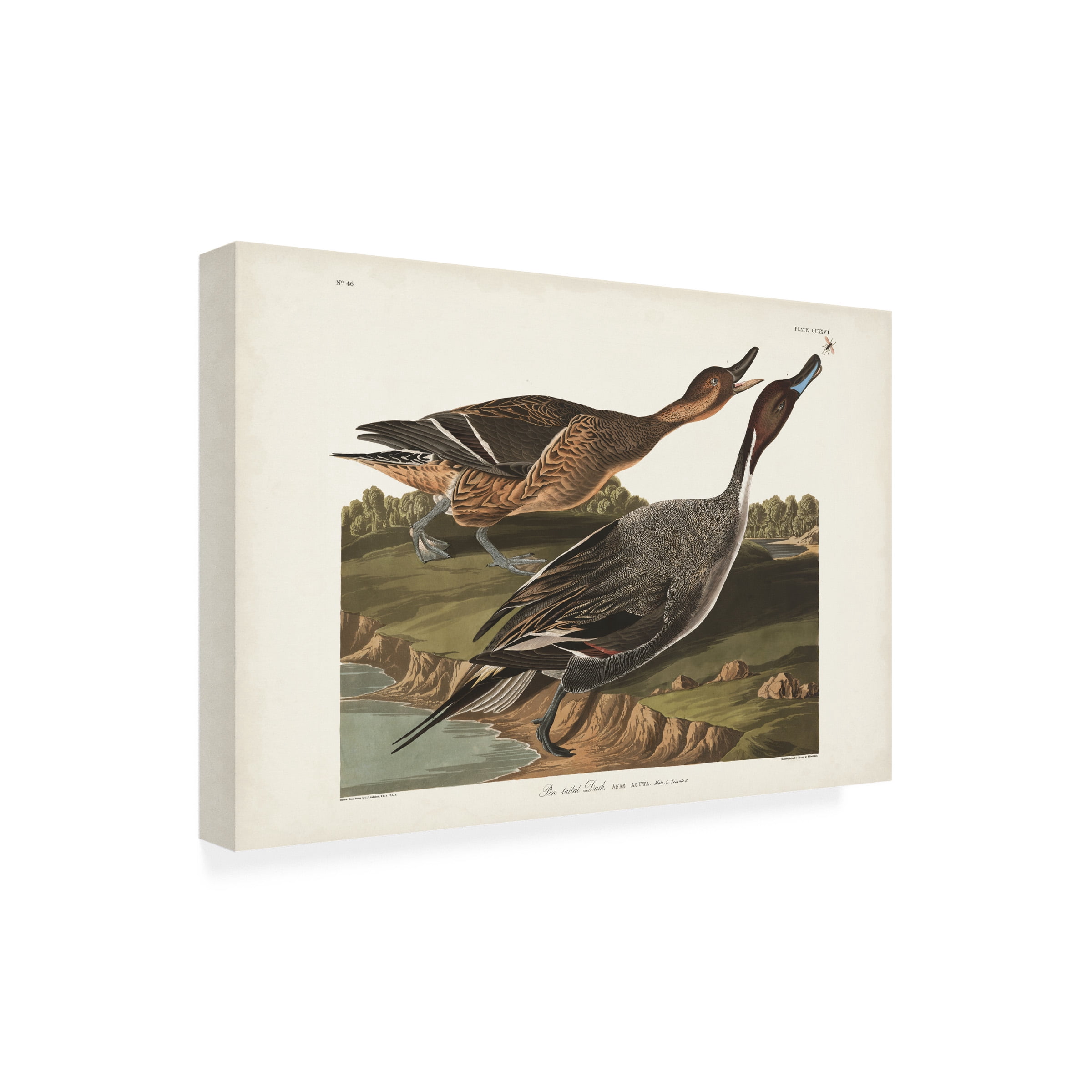 John James Audubon 'Pin Tailed Duck' Canvas Art