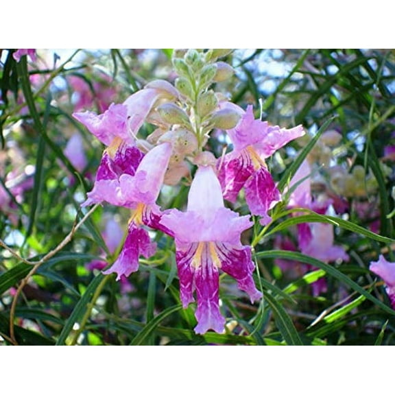 Desert Willow Tree Seeds - 25 Seeds to Grow - Beautiful Flowering Willow Tree