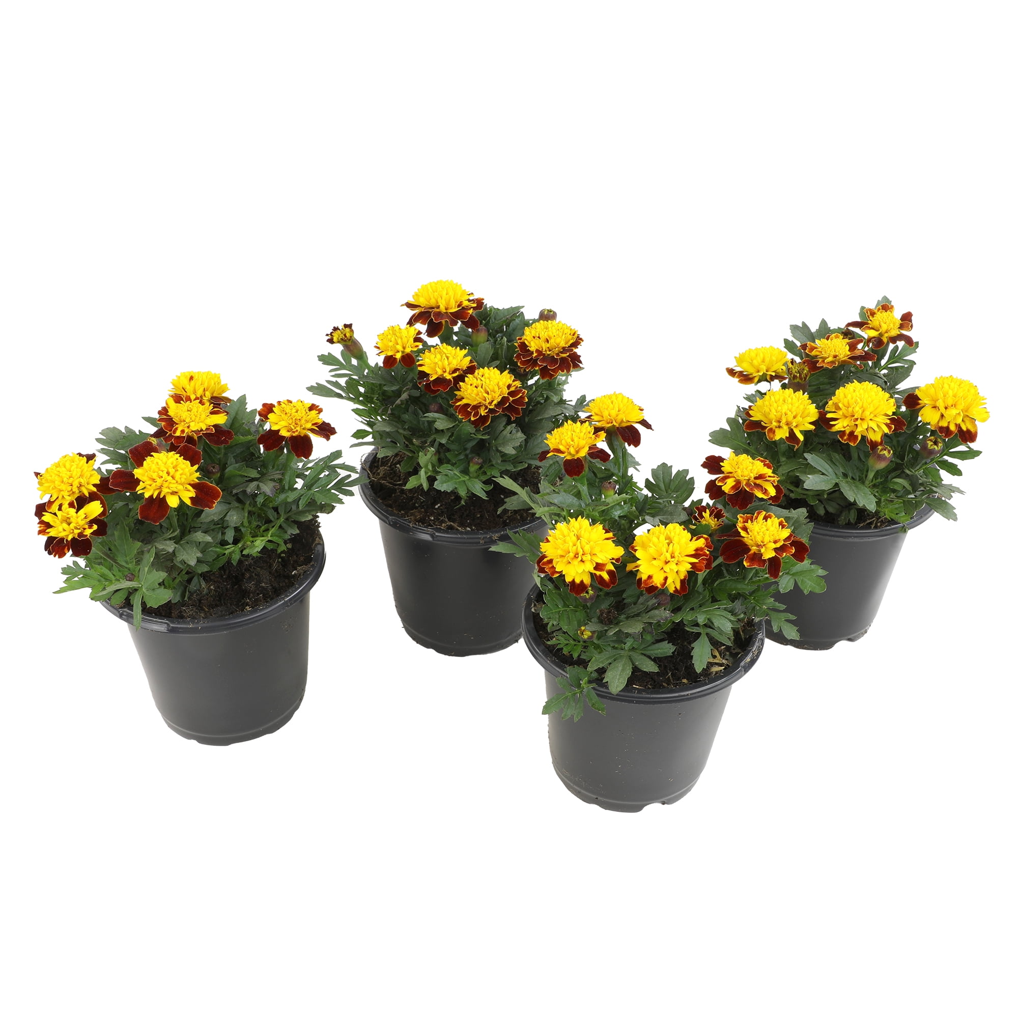 Altman Plants Red French Marigold 4-Pack, Marigolds, Spring Flowers, 4" Pots, Annuals, Full Sun