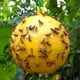 thumbnail image 3 of Trampas para moscas colgantes Bewildely 10 unidades para Jardín y Patio, 3 of 6