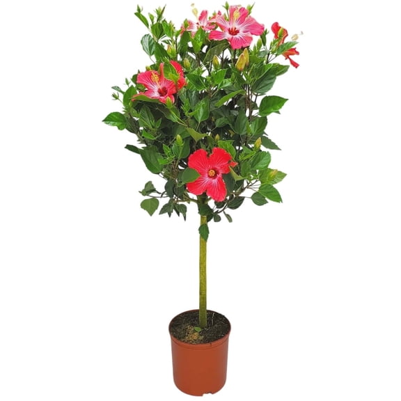 Tropical Plants of Florida 38" to 44" Pink Hibiscus Tree; Standard Tree, Pink Flowers, Full Sunlight