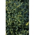 thumbnail image 3 of Soft Touch Compact Japanese Holly I 1 Live Quart Size Plant  Dense, Evergreen Shrub Ideal for Low Borders and Decorative Landscaping, 3 of 9