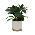 thumbnail image 4 of Mainstays by Becky G. & Alejandra 8" Artificial Peperomia in White Two-Tone Ribbed Ceramic Pot, 4 of 9