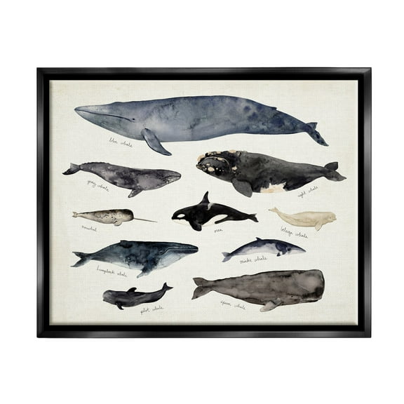 Stupell Industries Vintage Nautical Chart of Whales Ocean Life Jet Black Framed Floating Canvas Wall Art, 16x20, by Victoria Barnes