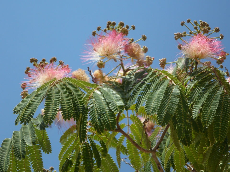 powder puff bush