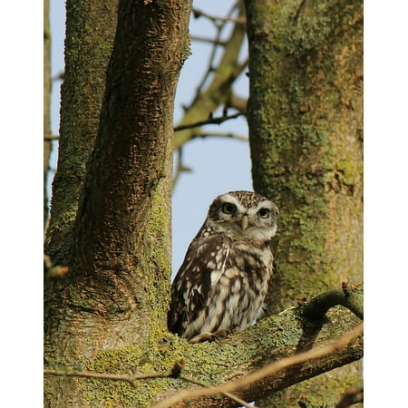 - Peel-n-Stick Poster of Sitting Tree Animal Nature Bird Screech Owl Owl Poster 24x16 Adhesive Sticker Poster Print
