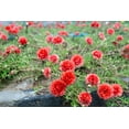 thumbnail image 4 of Seedville 100 Moss Rose Succulent Flower Seeds, 4 of 8