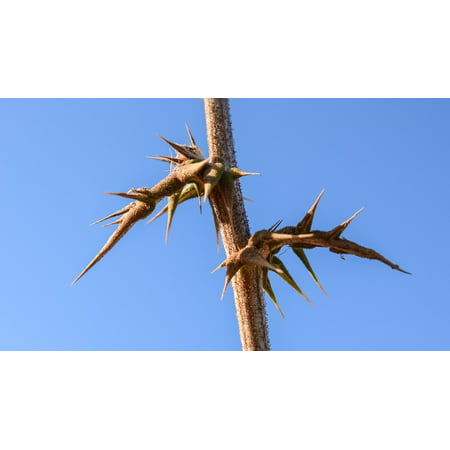 Canvas Print Nature Sharp Flora Painful Thorns Plant Spike Stretched Canvas 10 x
