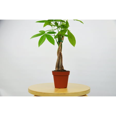 Money Tree - Pachira Braid - Bonsai Plant / 4