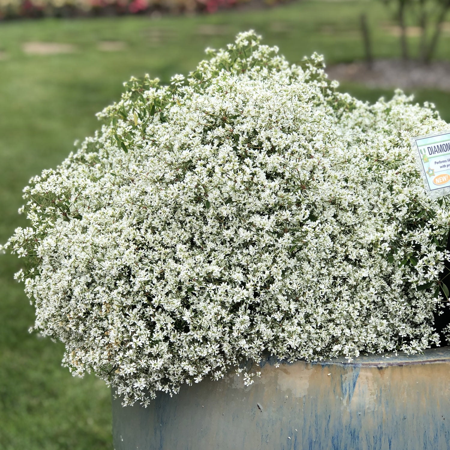 Proven Winners 1.56PT Euphorbia Diamond Frost Variety Live Plant