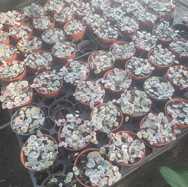 Variegated String of Hearts Plant Live for Planting, Trailing Hanging Succulent Plant for Indoor Outdoor in 4 Inch Pot