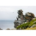 thumbnail image 2 of Su, Keren 18x13 Gold Ornate Wood Framed with Double Matting Museum Art Print Titled - Cormorants and seagulls on rock pile-Kolyuchin Island-once an important Russian Polar Research Stat, 2 of 4