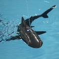 thumbnail image 2 of Amdohai Jouet Requin Télécommandé 2,4 GHz Requin RC pour Piscine Pulvérise de l'Eau avec LED, 2 of 8