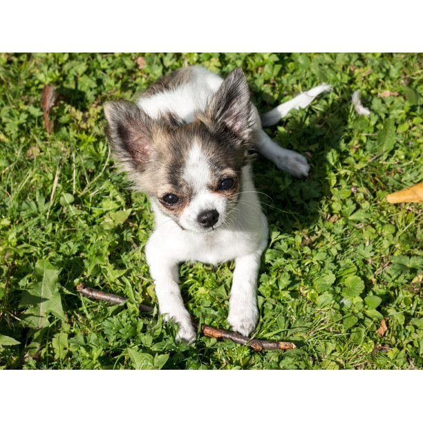 Chihuahua Baby Cute Play Young Dog Chiwawa Puppy Inch By 30 Inch Laminated Poster With Bright Colors And Vivid Imagery Fits Perfectly In Many Attractive Frames Walmart Com Walmart Com Chihuahua Baby Cute Play Young Dog Chiwawa Puppy Inch By 30 Inch Laminated Poster With Bright Colors And Vivid Imagery Fits Perfectly In Many Attractive Frames Walmart Com Walmart Com