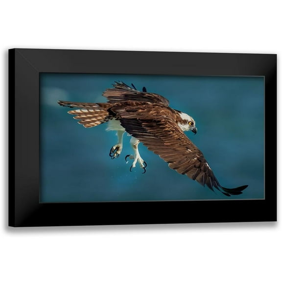 Xiao, Hanping 14x10 Black Modern Framed Museum Art Print Titled - Osprey In Action