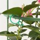 thumbnail image 4 of 200 clips de soporte para plantas clips reutilizables para enrejado de vid para asegurar plantaciones, 4 of 9