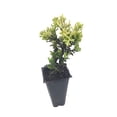 thumbnail image 2 of Juniper Golden Carpet - 10 Live Plants - Juniperus Horizontalis - Drought Tolerant Cold Hardy Evergreen Ground Cover, 2 of 6